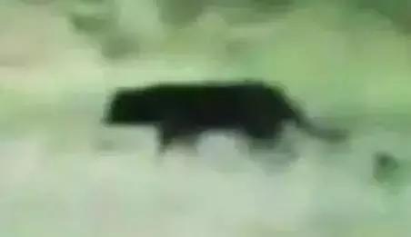 澳洲未解之谜，它又出现了！幽灵猫现，必有血案！