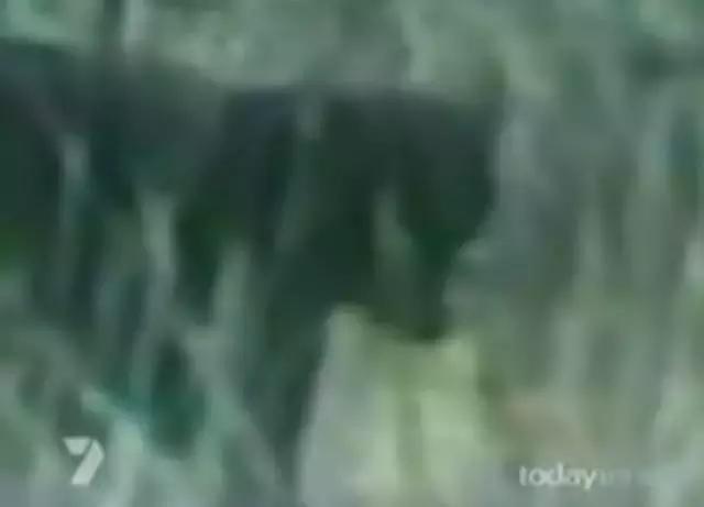 澳洲未解之谜，它又出现了！幽灵猫现，必有血案！