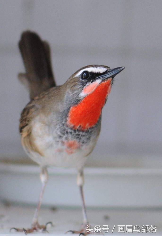 老北京鸟文化,老北京鸟的传说