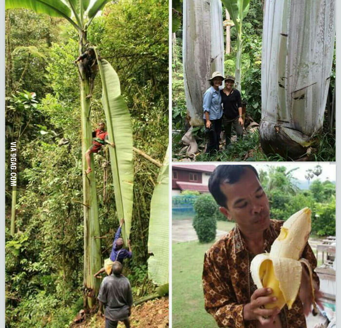 人类早期种植的香蕉,人类培育的水果
