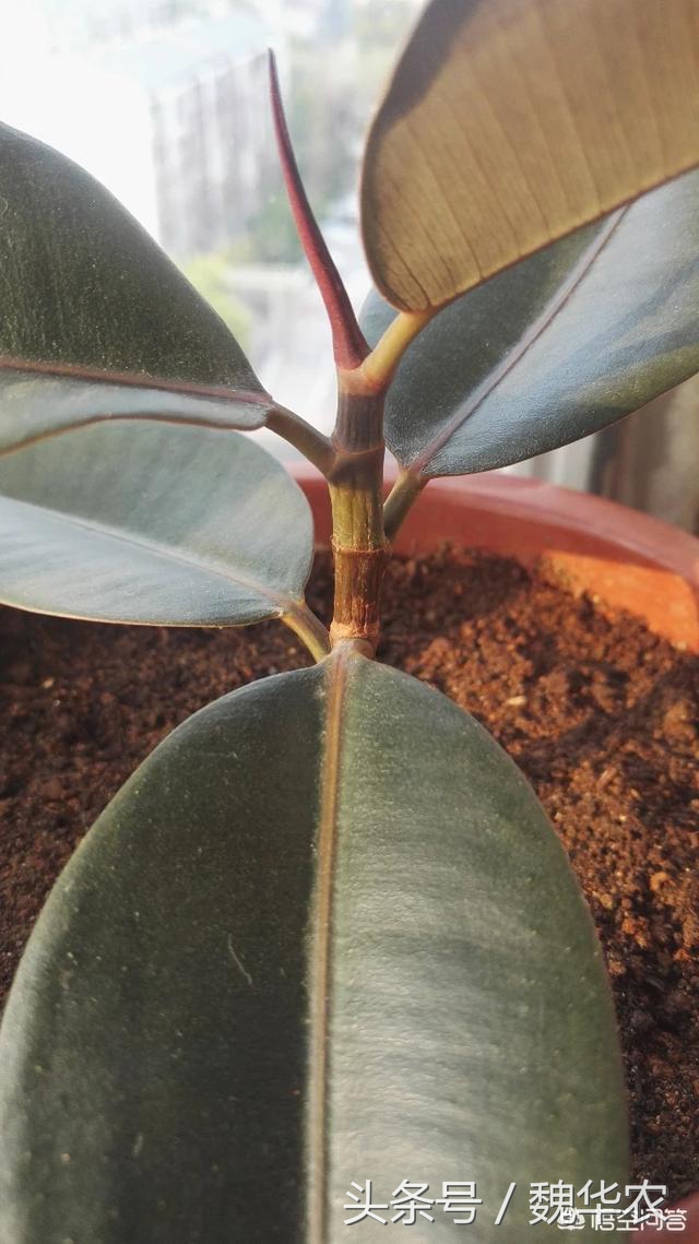 橡皮树叶子发软发黄怎么回事,橡皮树叶片发黄下垂怎么快速补救