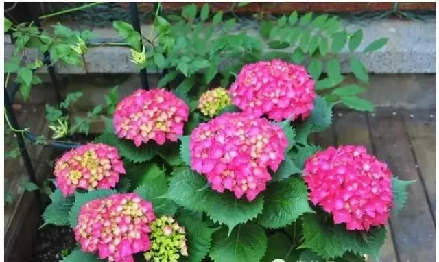 多肉绿植浇水的正确方法,多肉植物养花知识大全与技巧