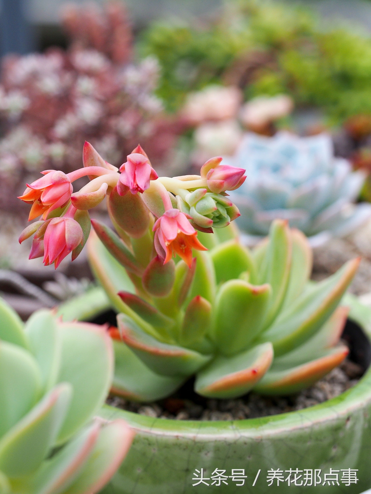 夏天室内花可以拿出去淋雨吗,夏天不能淋雨的十种花