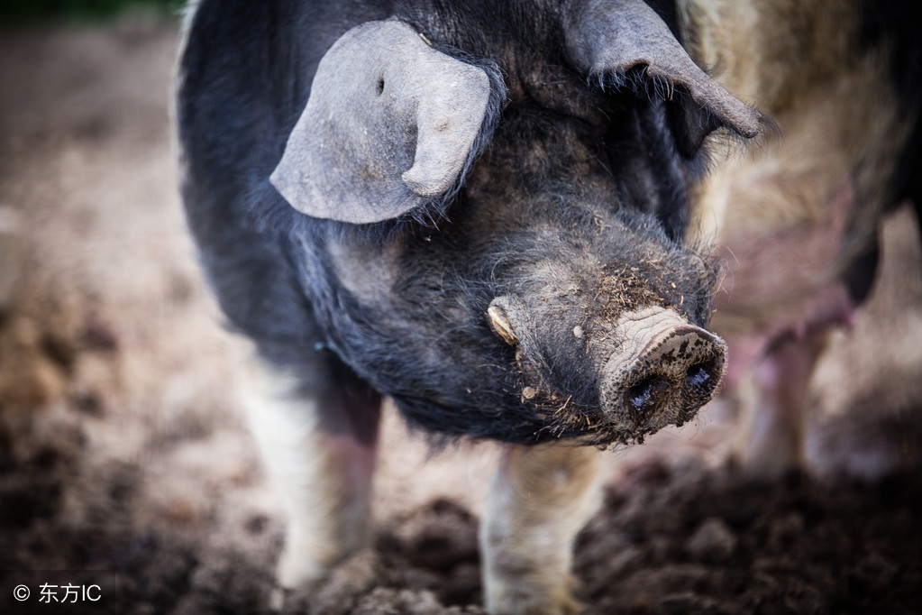 两张图教你学会把握母猪最佳配种时间，提高母猪产仔数！