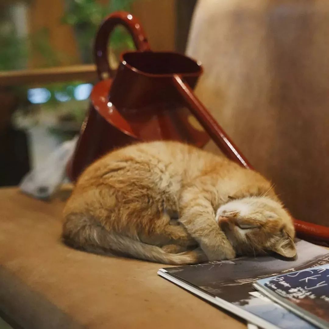 西溪湿地值得去的地方,逛腻了身边的景点周边游