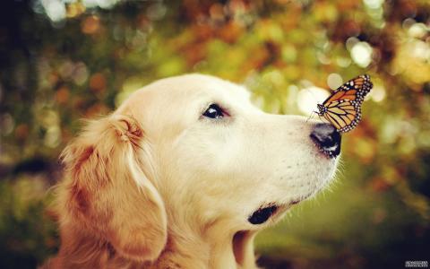 我们该如何正确饲养宠物狗,养宠物的十大不当行为