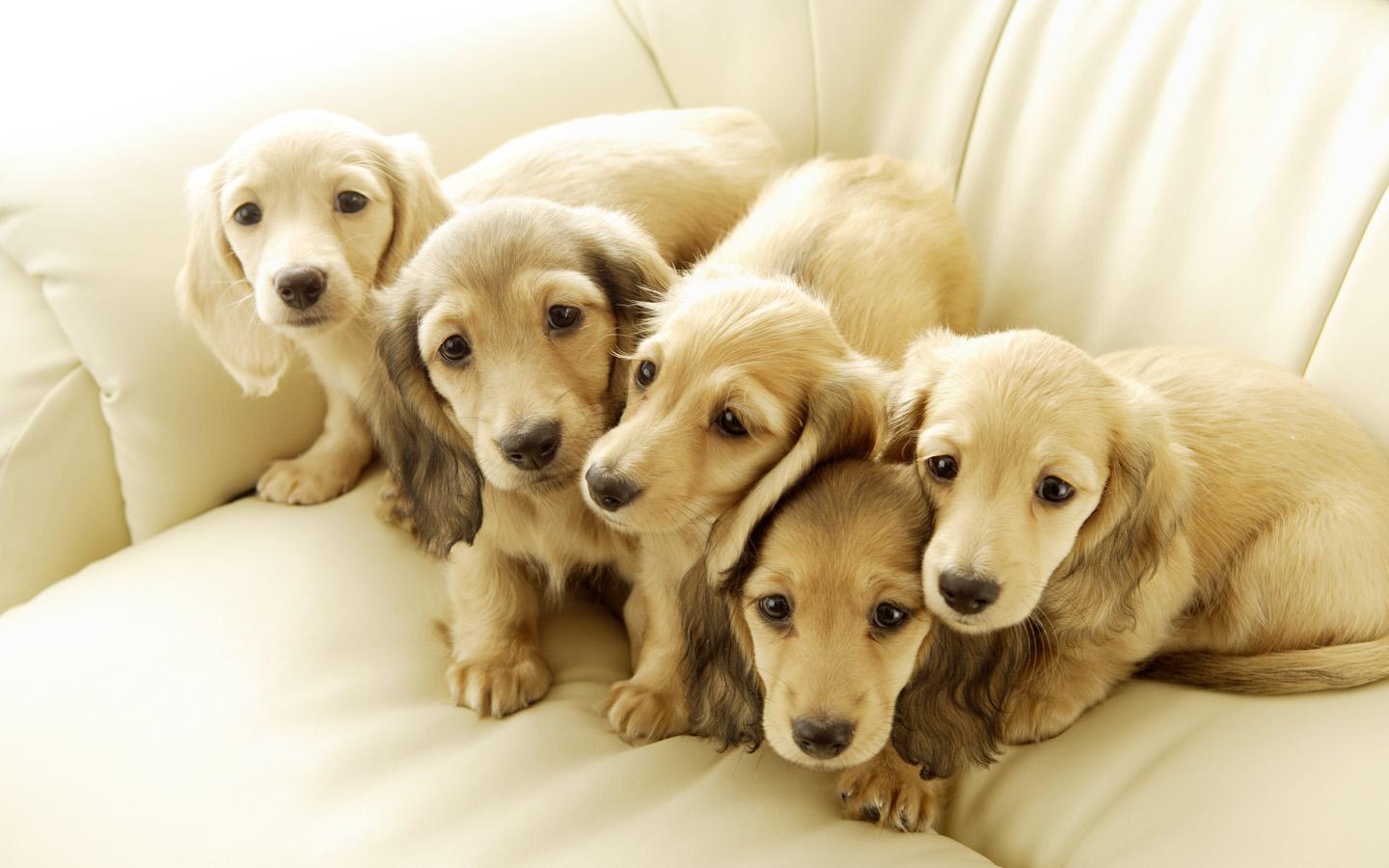 我们该如何正确饲养宠物狗,养宠物的十大不当行为