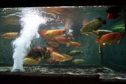 小型热带鱼的大致混养原则,新手热带鱼推荐混养