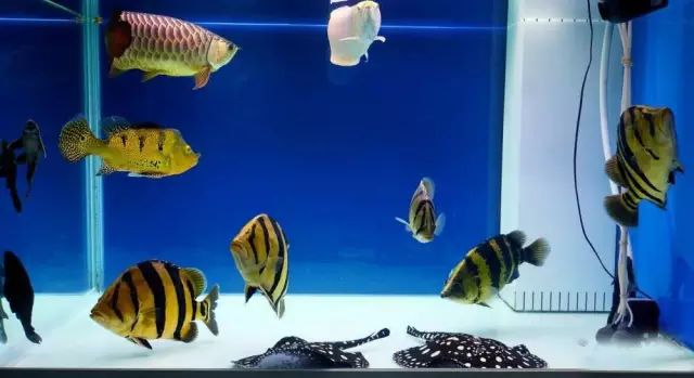 经典混养搭配,混养的问题及解决方法