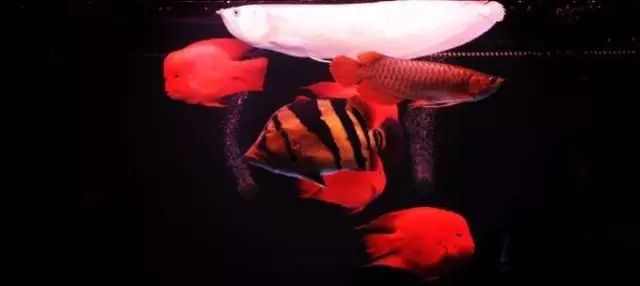 经典混养搭配,混养的问题及解决方法