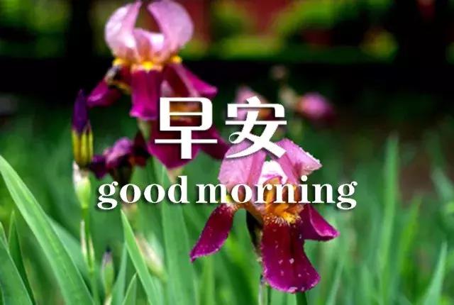 问候早安正能量的优美句子,真诚的友谊早安问候最新
