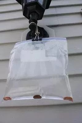 洗衣粉加米饭杀蟑螂配方,洗衣粉加白糖杀蟑螂科学