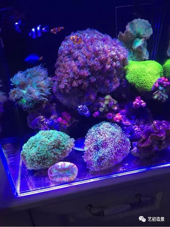 海缸方缸最合适的尺寸,超大海缸开缸教程新手入门