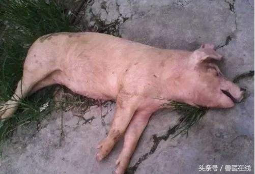 猪中暑打什么针效果好,猪打针应激最好的急救方法