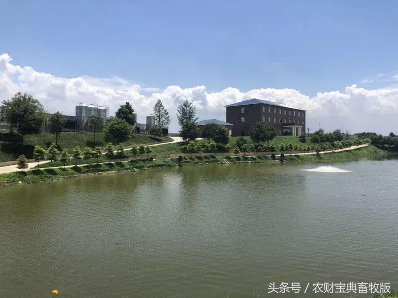 猪场的真实现状,漂亮的猪场