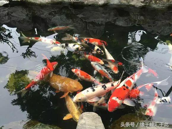 锦鲤应激了该怎么救,锦鲤濒死怎么抢救