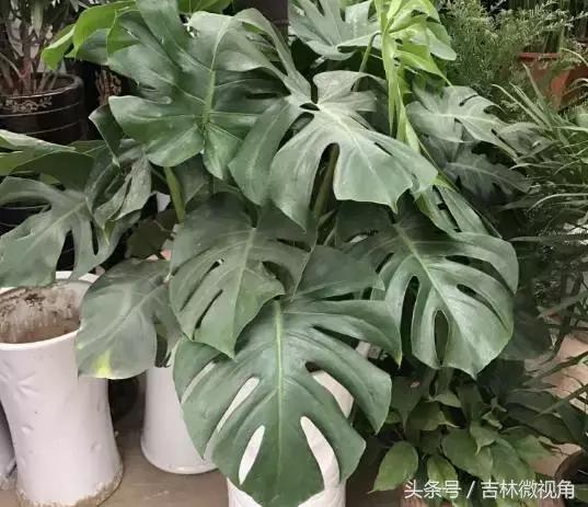 比绿萝吸甲醛更好的植物,最吸甲醛的绿植绿萝