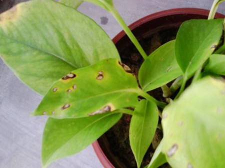 大叶绿萝叶子尖变黄是什么原因,啤酒浇绿萝叶子变黄怎么回事