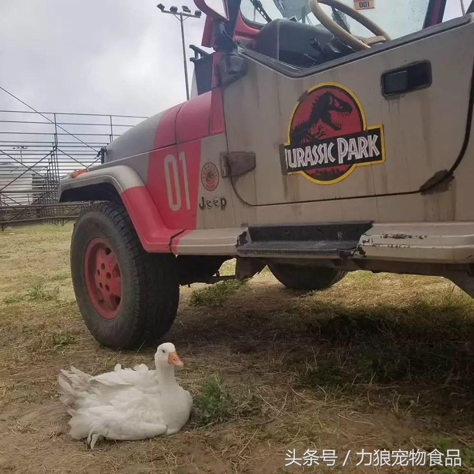 遛狗不牵绳那就别遛狗,铲屎官遛狗牵绳