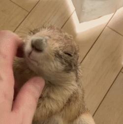 黏人的土拨鼠,黏人可爱会撒娇的动物