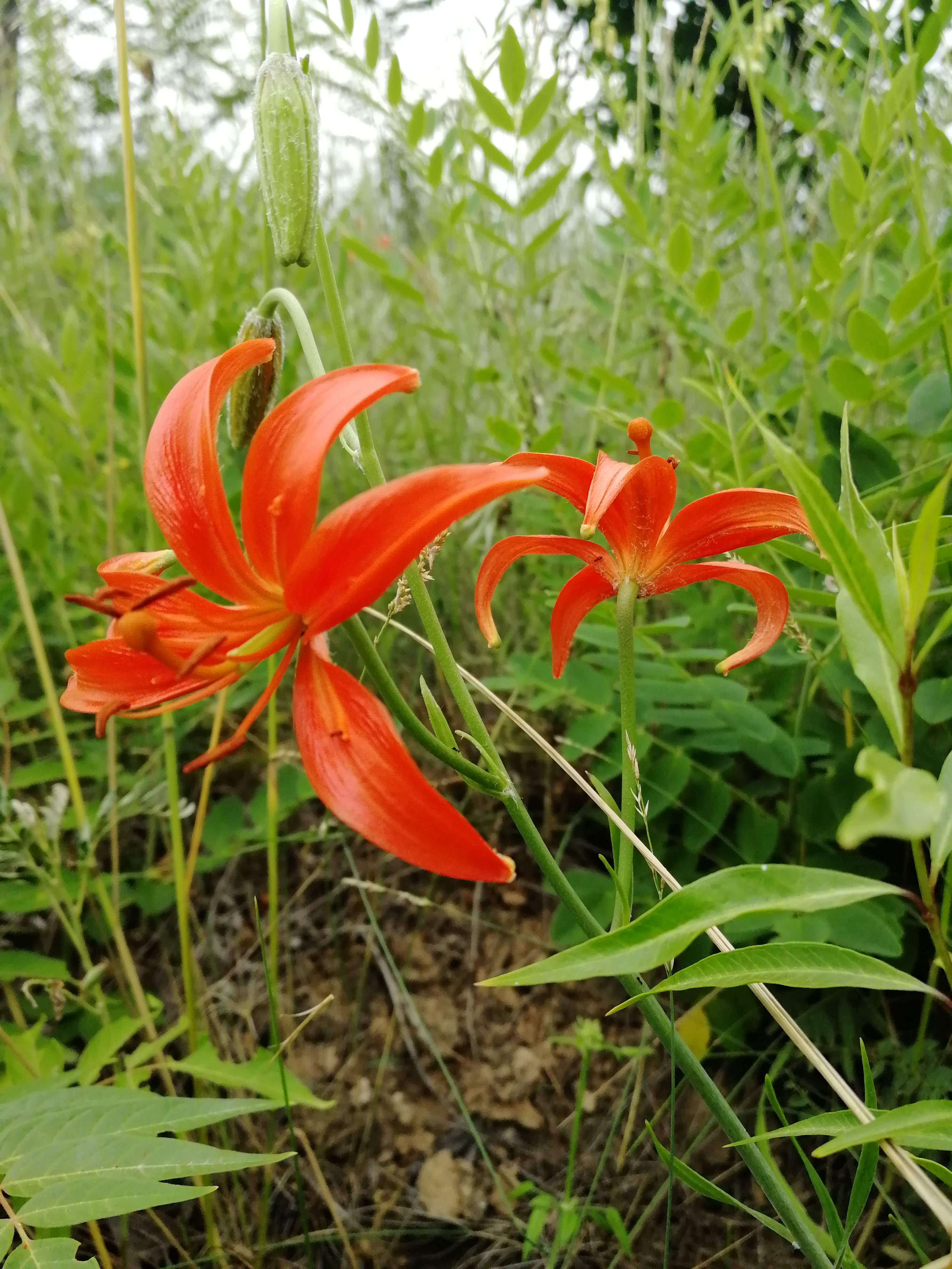 山丹丹开花红艳艳抖音素材,山丹丹花开红艳艳文字