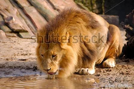 为什么动物能直接喝脏水,为什么动物可以喝不干净的水