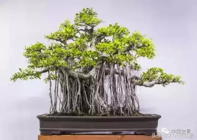 榕树盆景欣赏,欣赏盆景的感受句子