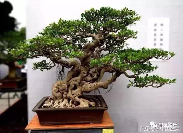 榕树盆景欣赏,欣赏盆景的感受句子