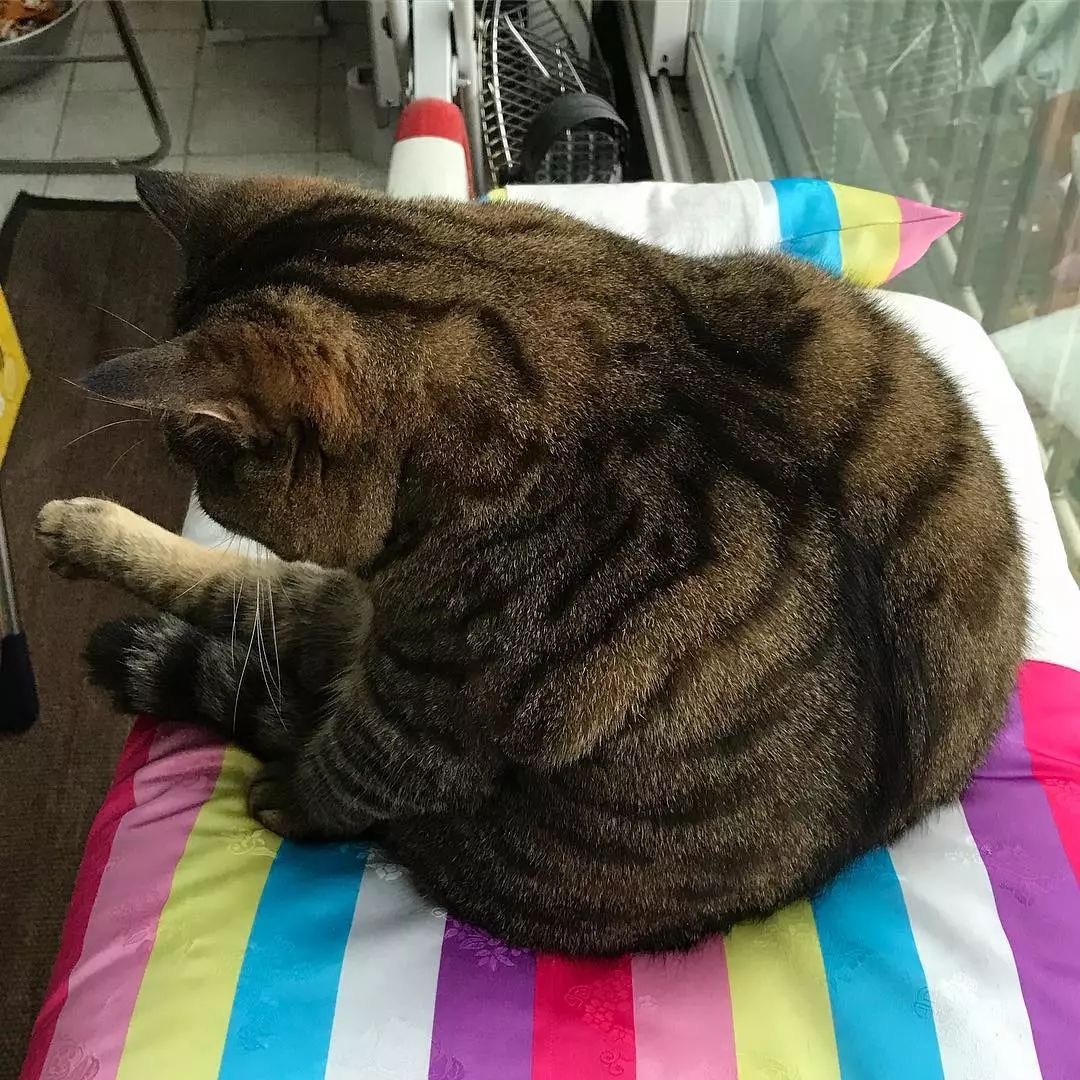 看着这只胖得圆滚滚的喵星人，想到了现在看世界杯天天吃夜宵的我