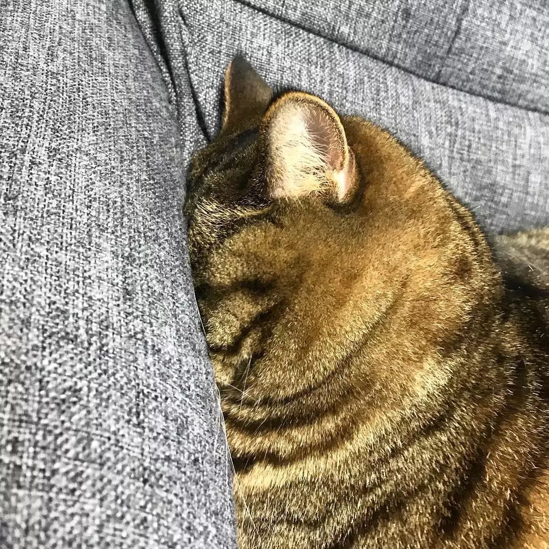 看着这只胖得圆滚滚的喵星人，想到了现在看世界杯天天吃夜宵的我