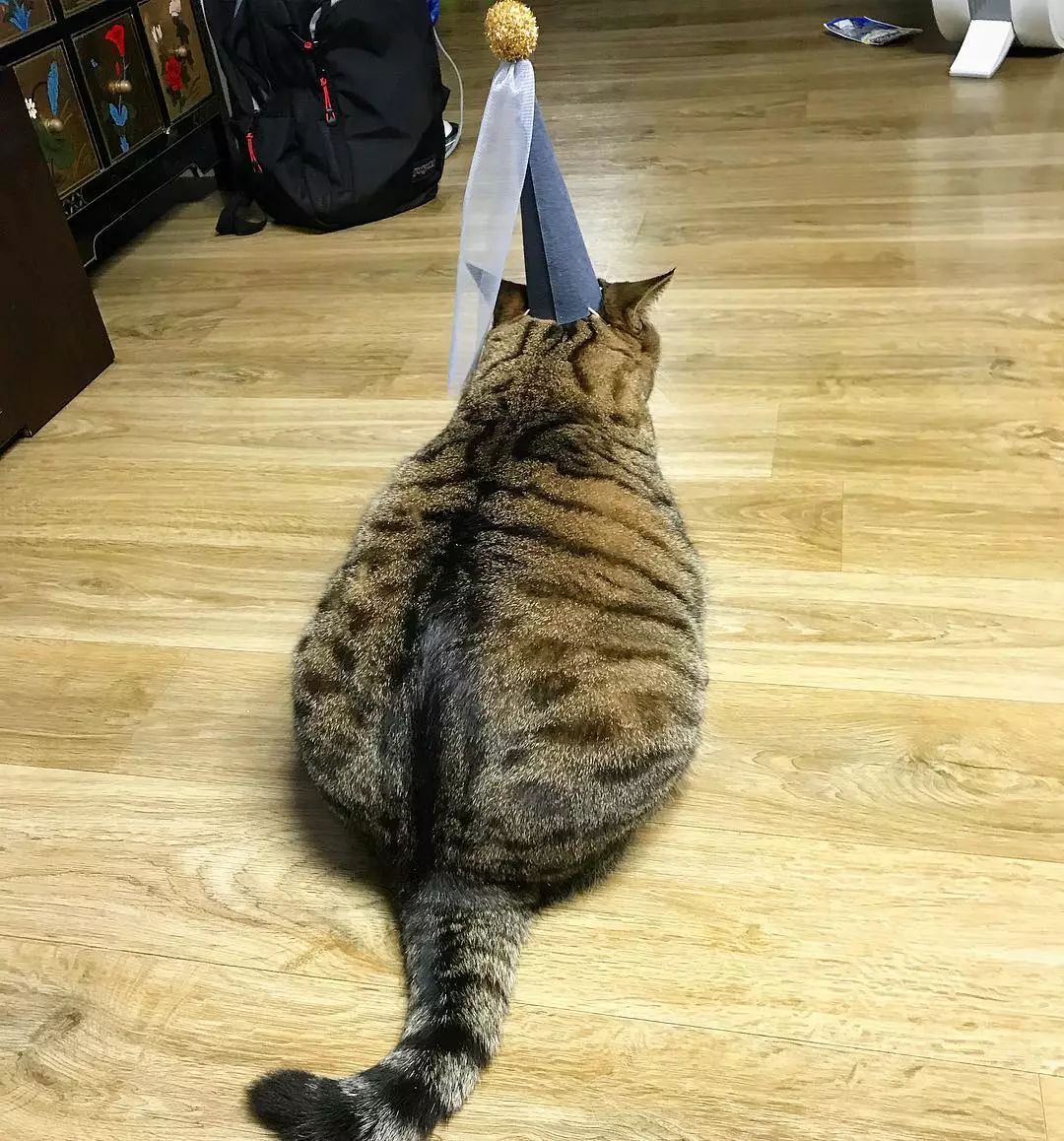 看着这只胖得圆滚滚的喵星人，想到了现在看世界杯天天吃夜宵的我