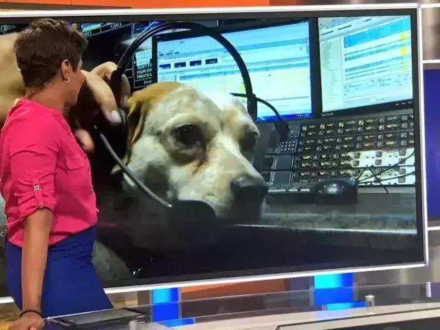 “带狗上班日”这只警犬就带着它的宠物狗狗来上班了……