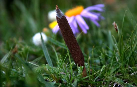 中药需求旺季来临价格上涨,药材价格涨跌一览表