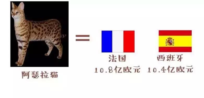 世界杯上最厉害的猫,法国纯种猫世界杯冠军