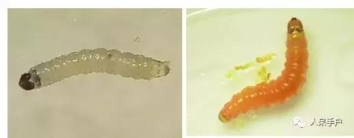 桃子里红色的小虫子是什么,桃子里的白色小虫是什么虫子
