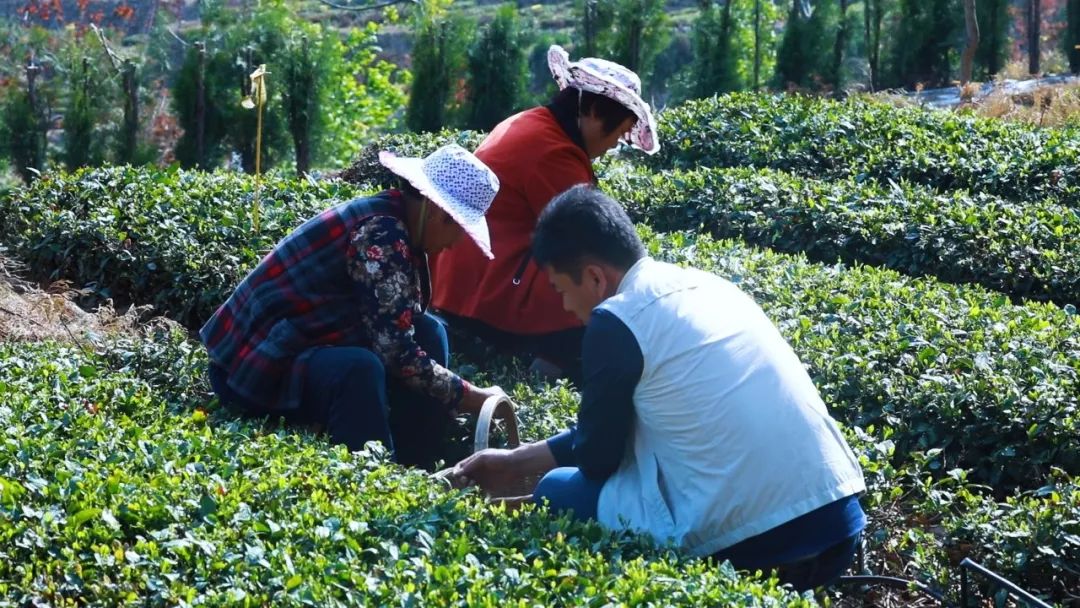 崂山绿茶是什么茶类型的茶,崂山绿茶和野生茶有什么区别