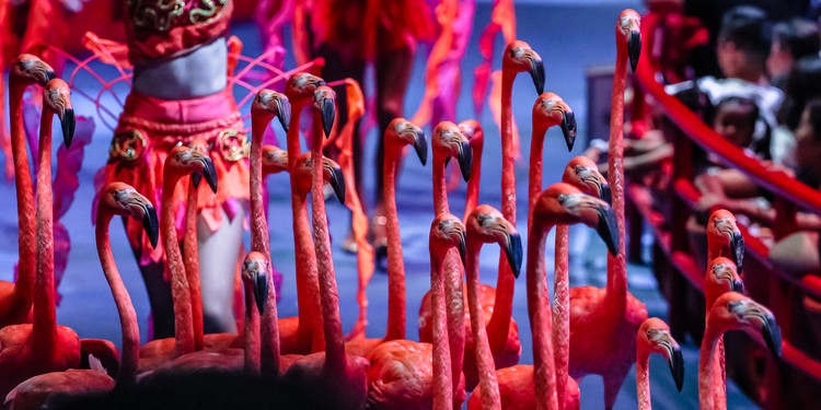 长隆大马戏飞鸟乐园,长隆梦幻大马戏儿童乐园