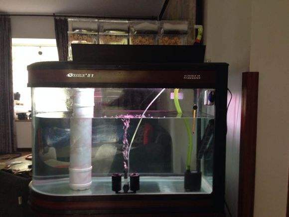 上滤的鱼缸怎么培养硝化细菌,鱼缸硝化细菌上滤如何培养