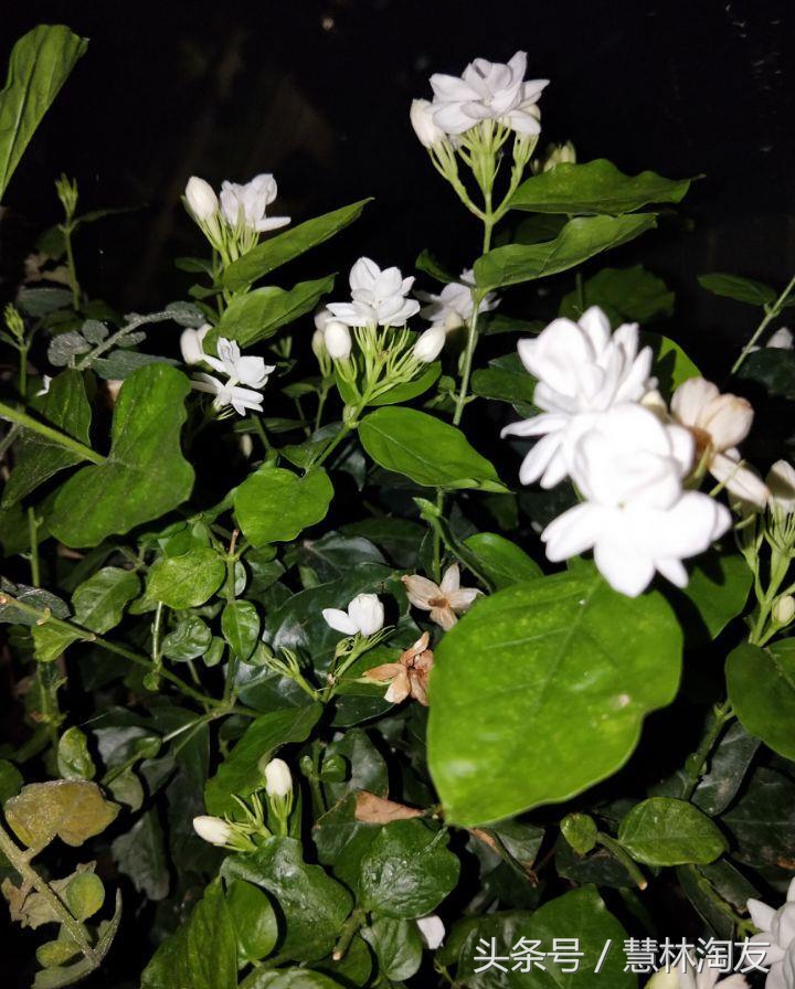 茉莉红蜘蛛用什么药最有效,茉莉生红蜘蛛用什么方法