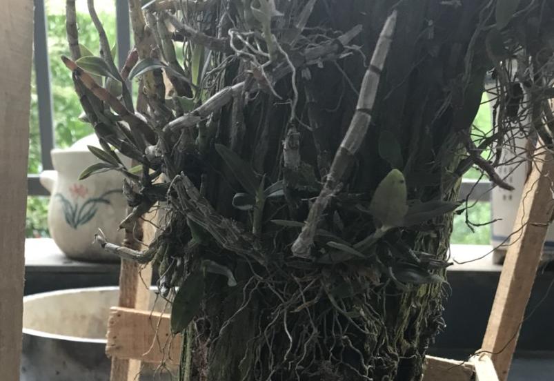 可吃的铁皮石斛种植,铁皮石斛怎么种植深山老林