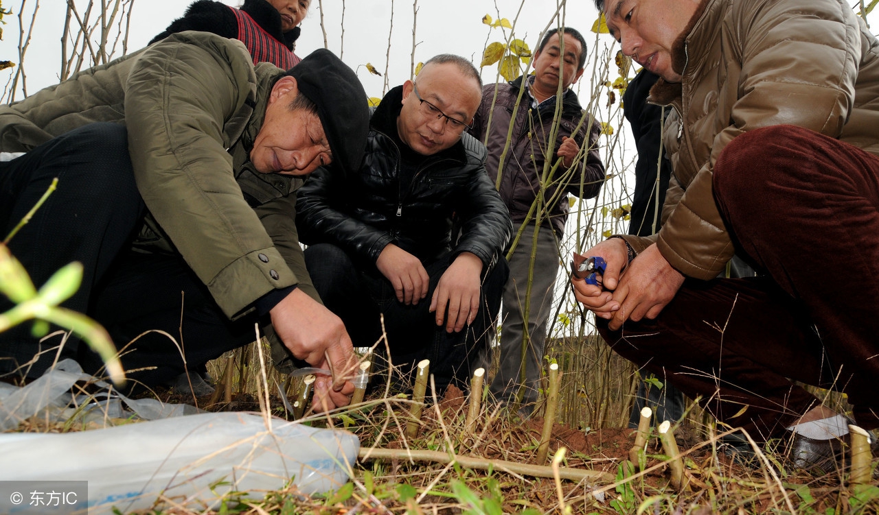 嫁接果树成活率低？老果农手把手教，只需简单5步一看就会！