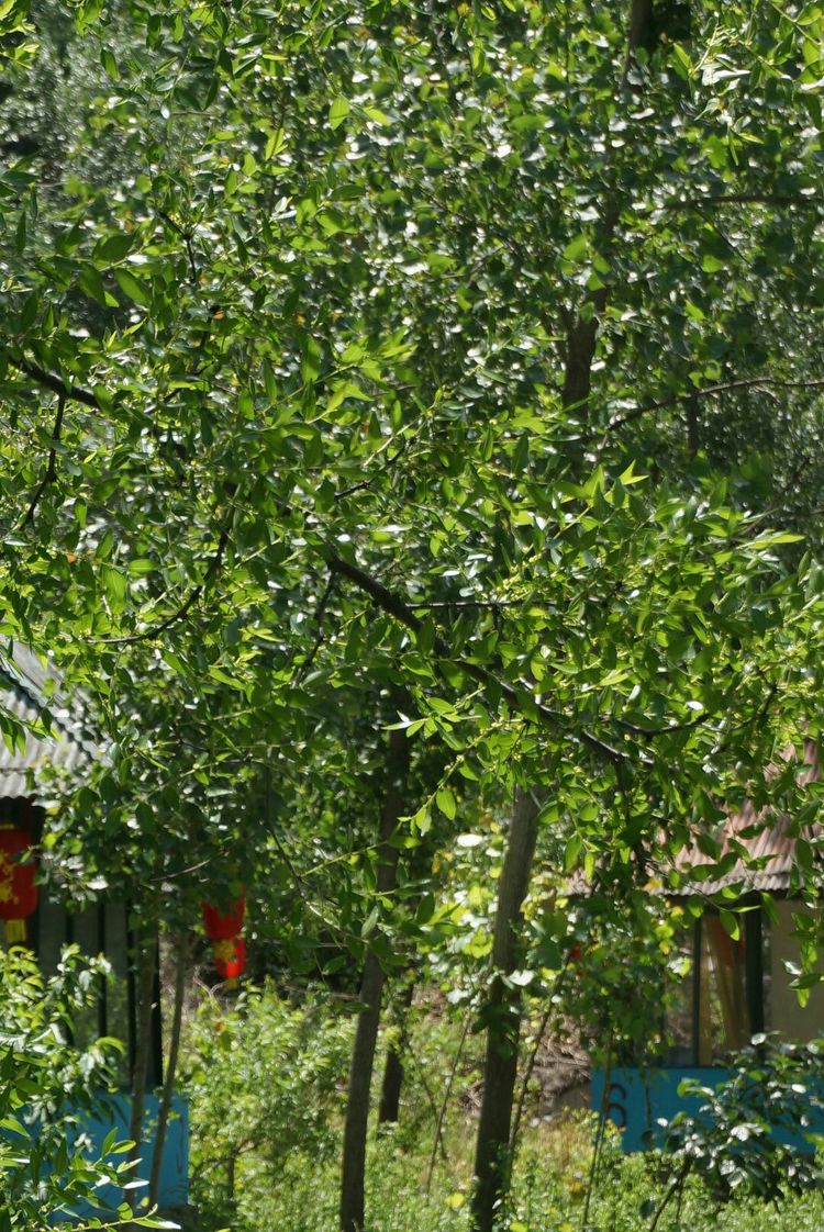 天晴湾风景区,淄川天晴湾