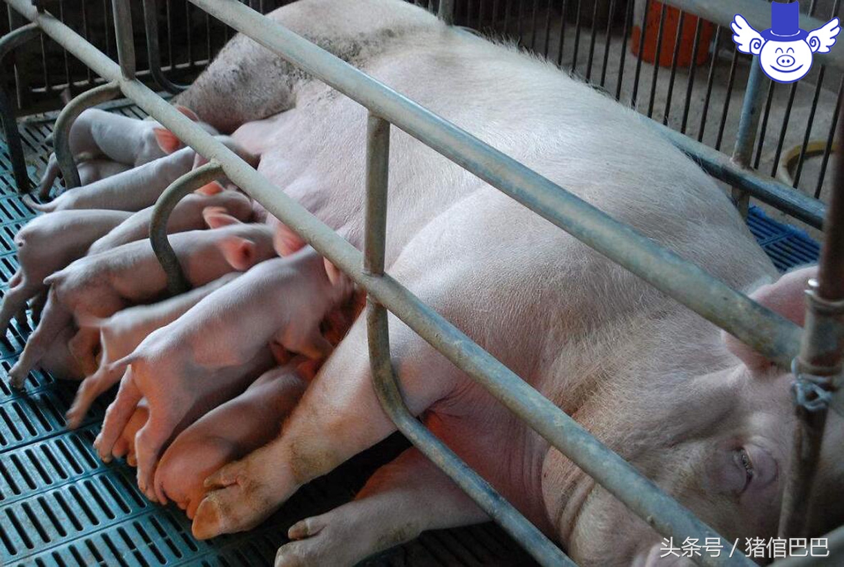 母猪刚下的仔猪有乳腺炎怎么办,母猪得了乳房炎小猪有什么影响