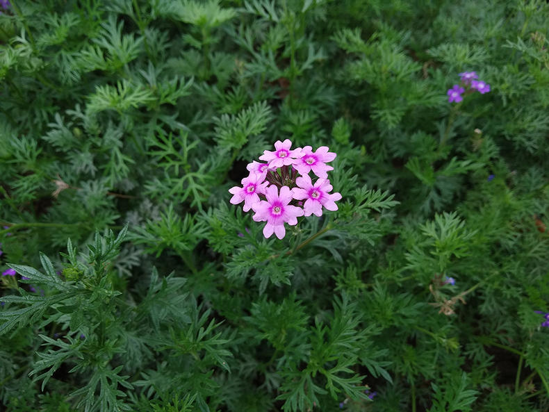 红米6p深度评测,红米6plus手机测评