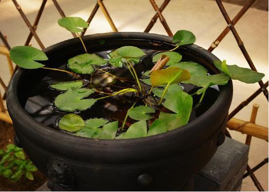 睡莲养在水缸里防蚊,阳台睡莲如何防蚊