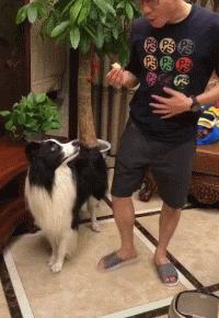 狗狗吃东西中毒症状,狗狗吃东西中毒要多久