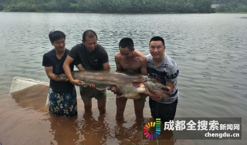 三岔湖版大鱼海棠1.56米大鲶鱼三人合力逮住，今日放归