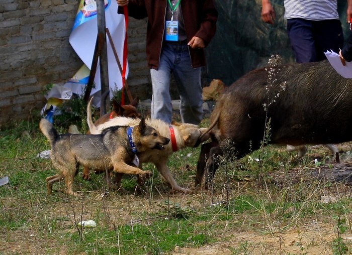 这种犬号称世界第三猎犬,为何不是世界第二猎犬呢