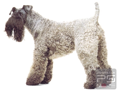 关于世界名狗名犬排行榜,世界名犬狗的品种大全