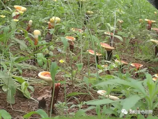 嵩县灵芝种植,嵩县何村蛮峪岭